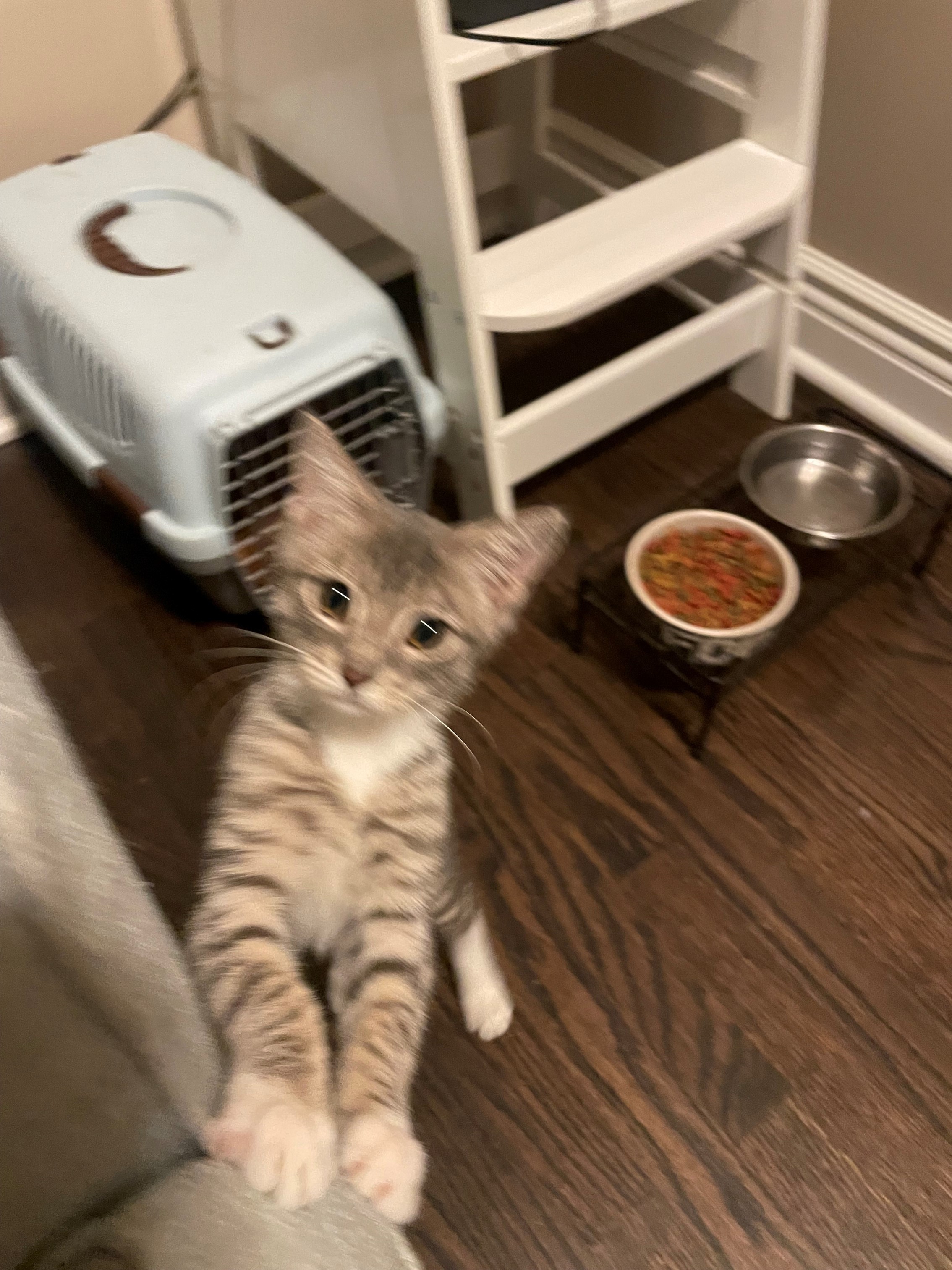 Enlarge Mia, a Adopted Domestic Short Hair in Hawthorne, NJ image 3/3