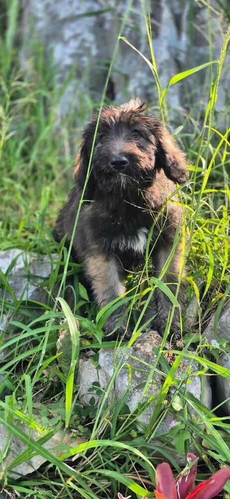 Enlarge Mauro, a Adoptable mixed breed in North Reading, MA image 1/4