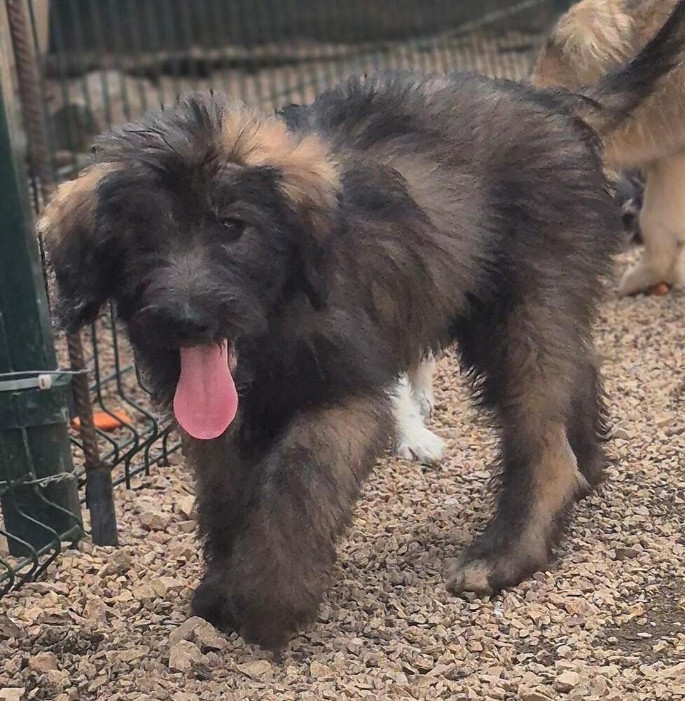 Enlarge Mauro, a Adoptable mixed breed in North Reading, MA image 2/4