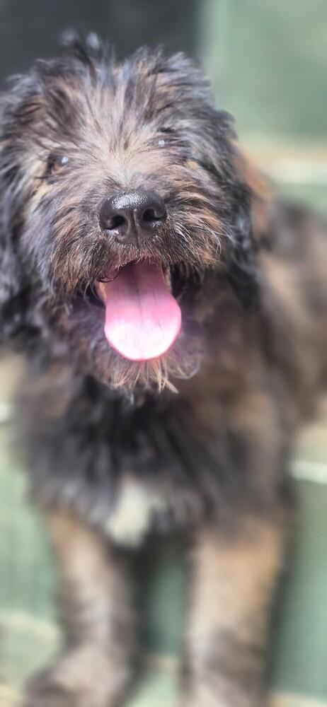 Enlarge Mauro, a Adoptable mixed breed in North Reading, MA image 3/4