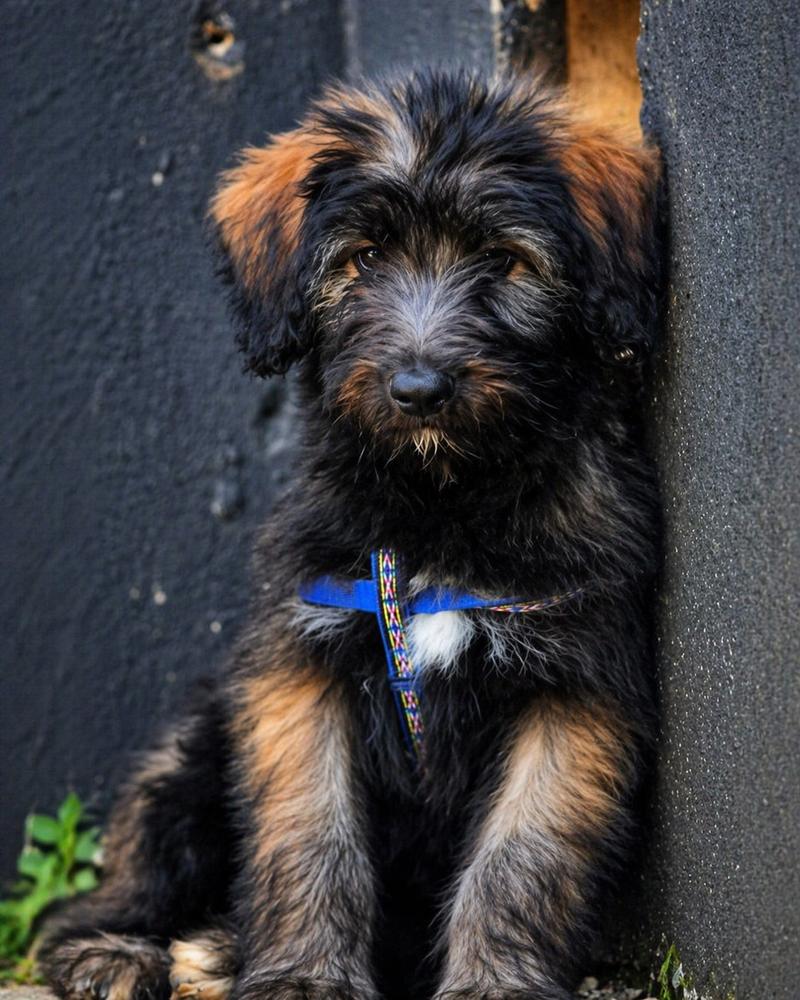 Enlarge Mauro, a Adoptable mixed breed in North Reading, MA image 4/4