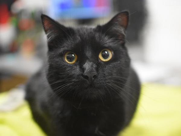 Raven, Adoptable, Young Female Domestic Medium Hair.