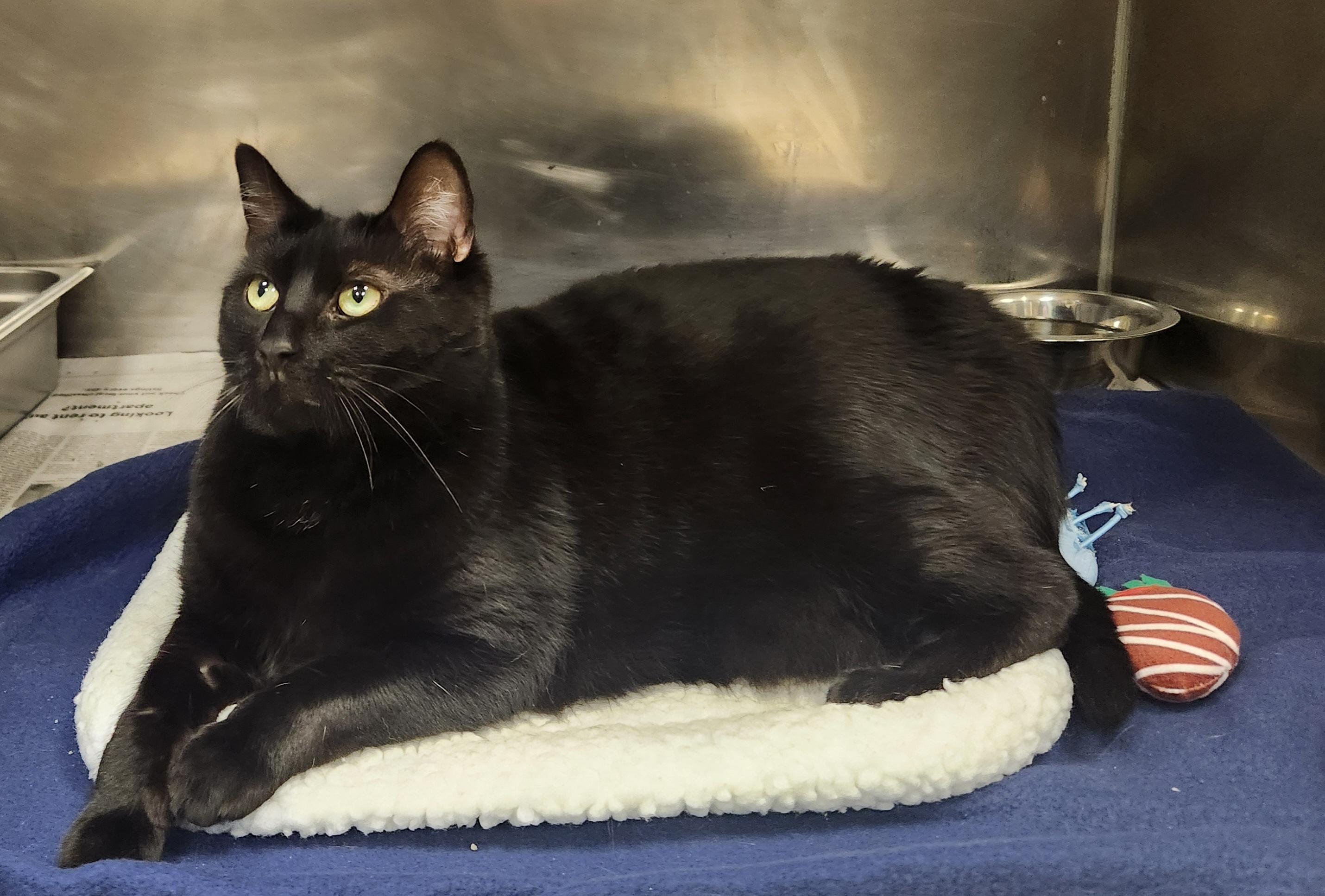Enlarge Tarot, a ADOPTABLE Domestic Short Hair in Clayton, NJ image 1/1