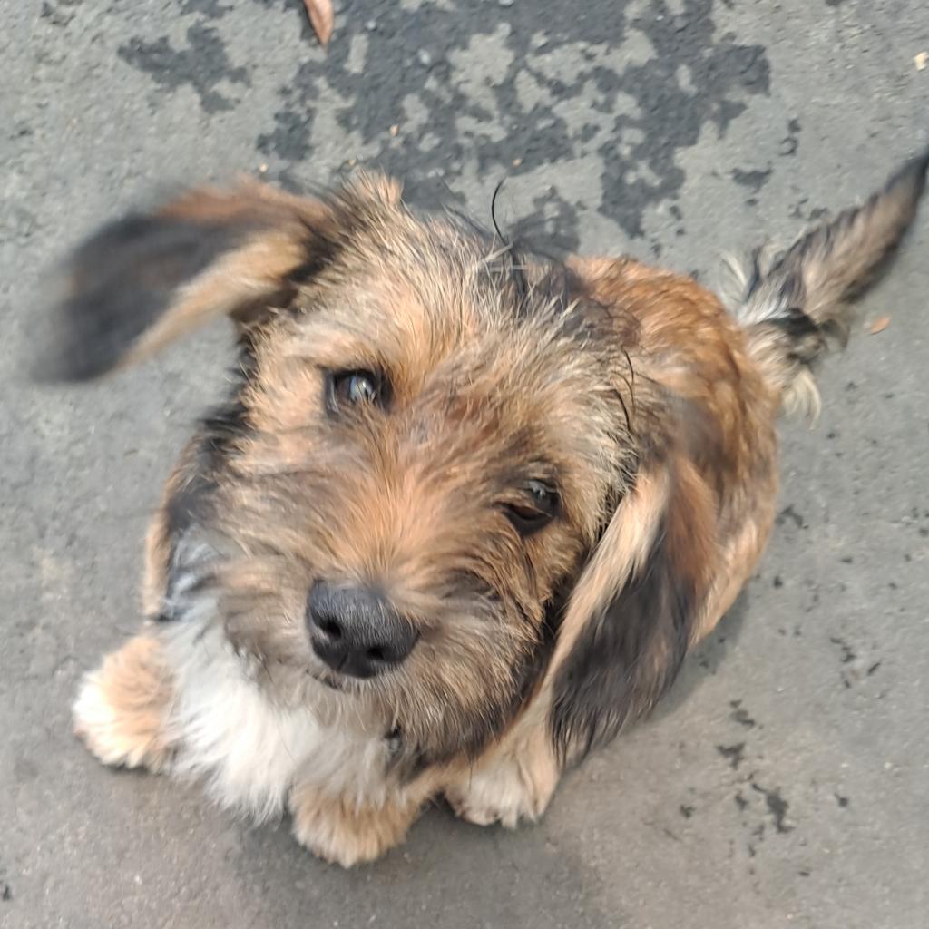 Aladdin, Adoptable, Adult Male Schnauzer & Corgi.