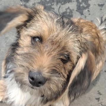 Enlarge Aladdin, a Adoptable mixed breed in Long Beach, CA image 2/3