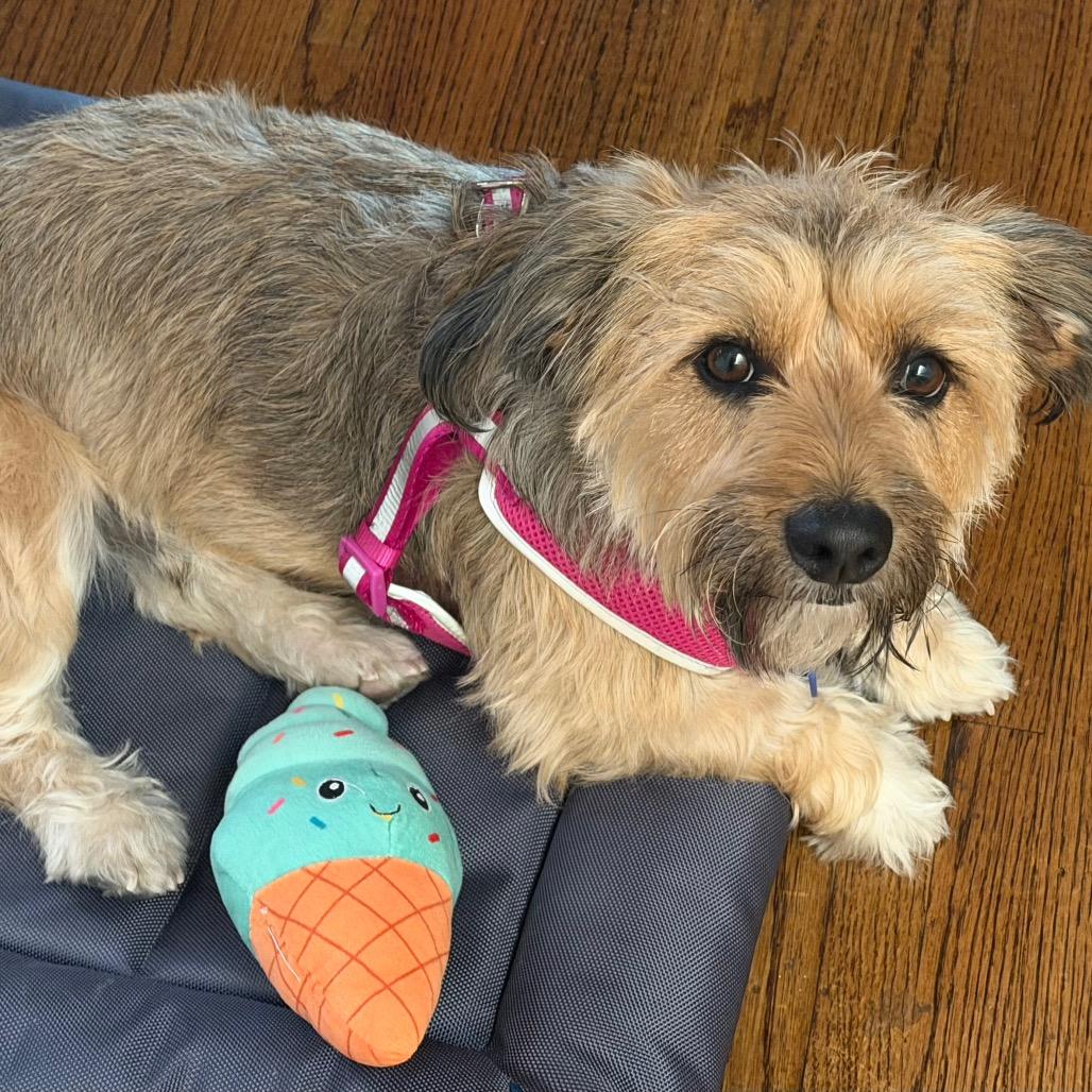 Enlarge Ryder, a Adoptable mixed breed in Long Beach, CA image 4/4