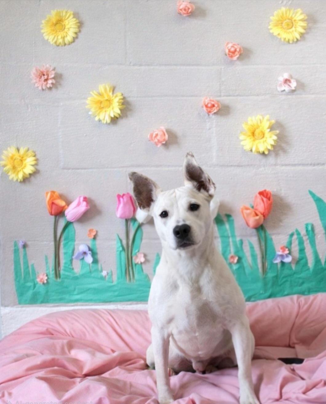 Enlarge Minnie Mouse, an adopted Mixed Breed in Berea, KY image 1/1