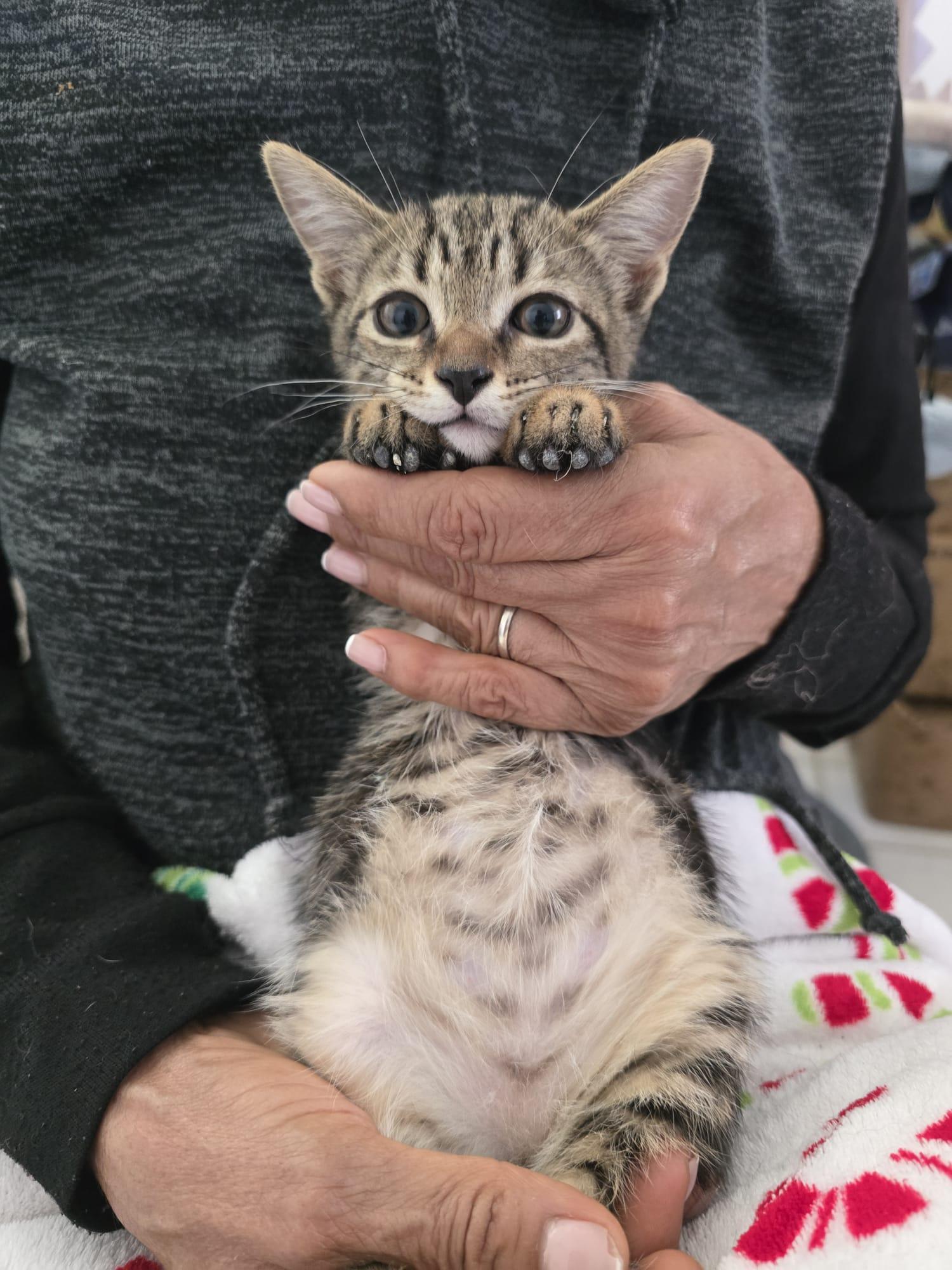 Cookie, an adopted Tabby in Parkland, FL image 1/2
