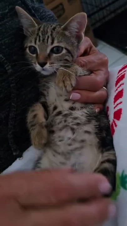 Enlarge Cookie, an adopted Tabby in Parkland, FL video 2/2