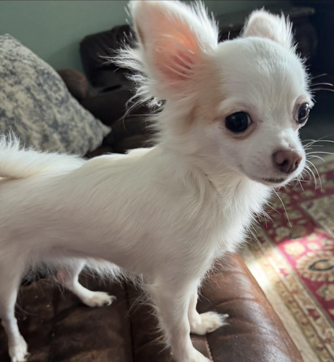Enlarge Star, a Adopted Chihuahua in Forney, TX image 1/2