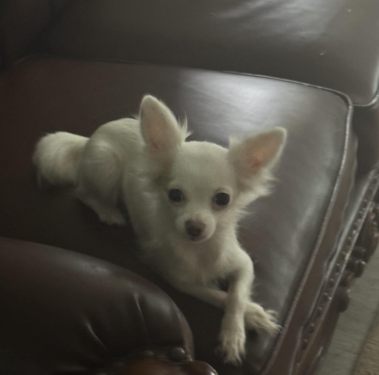Enlarge Star, a Adopted Chihuahua in Forney, TX image 2/2