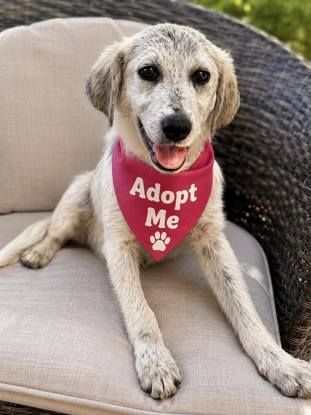 Enlarge Hope Eloise, aka Elle, an adoptable Great Pyrenees in Yukon, OK image 1/1