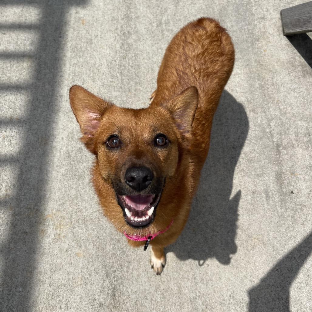 Enlarge Mojito, a Adopted mixed breed in Winston Salem, NC image 1/6