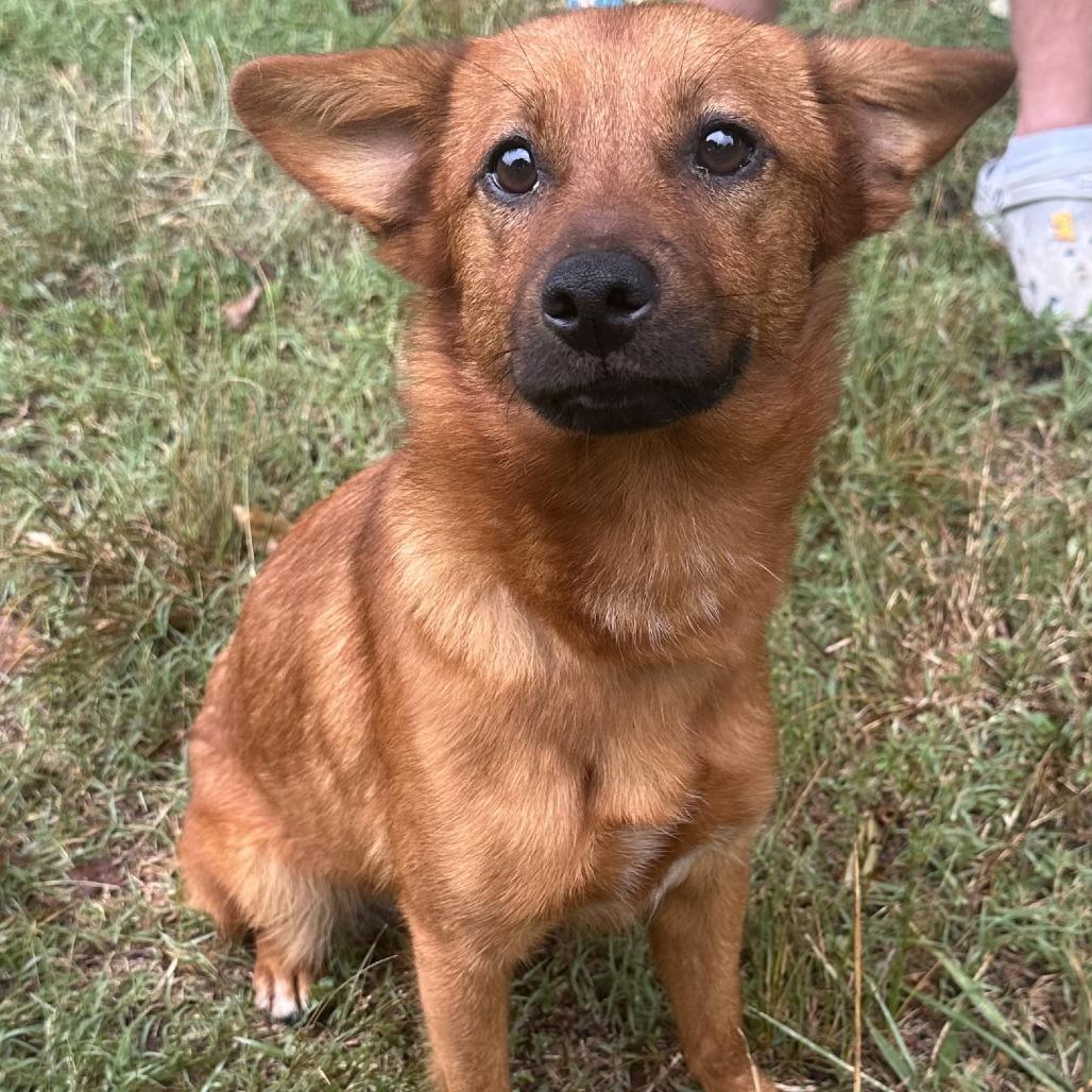 Enlarge Mojito, a Adopted mixed breed in Winston Salem, NC image 2/6