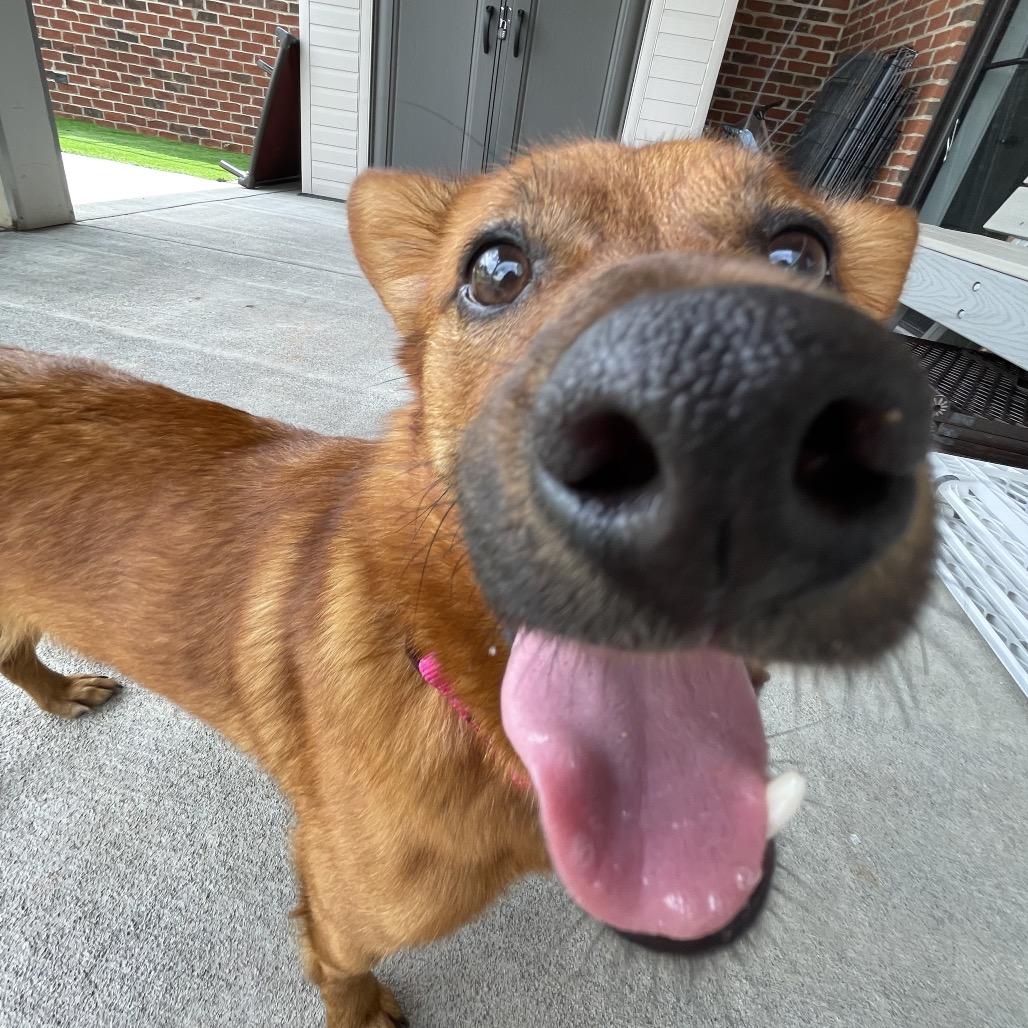 Enlarge Mojito, a Adopted mixed breed in Winston Salem, NC image 3/6