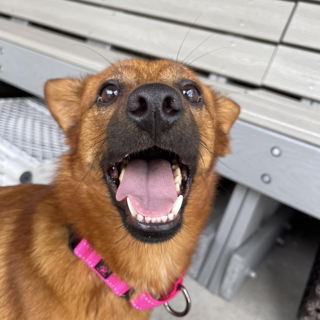 Enlarge Mojito, a Adopted mixed breed in Winston Salem, NC image 5/6