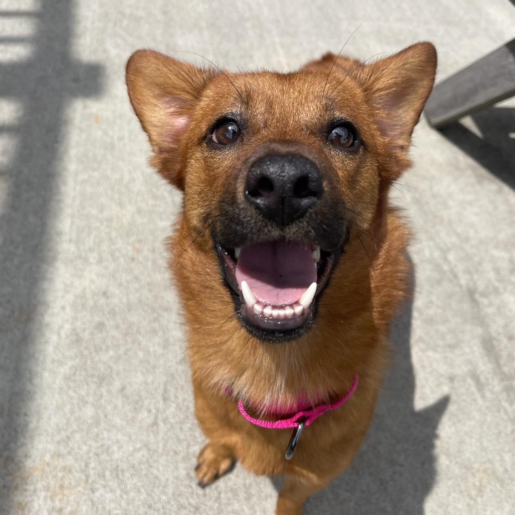 Enlarge Mojito, a Adopted mixed breed in Winston Salem, NC image 6/6