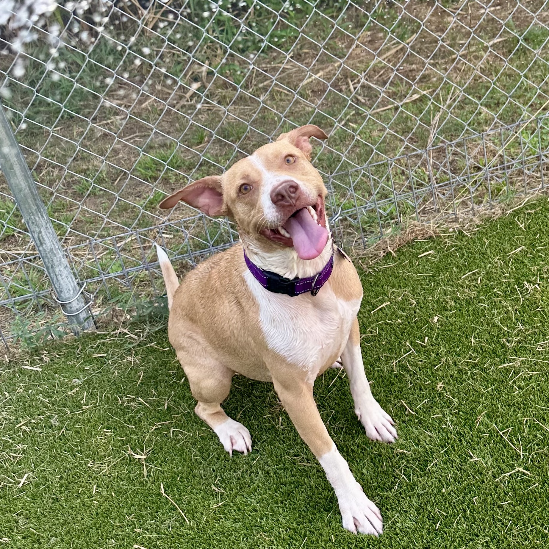 Honey — thumbnail 4