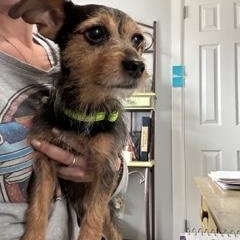 Charlie Brown, a Adoptable mixed breed in Closter, NJ image 3/6