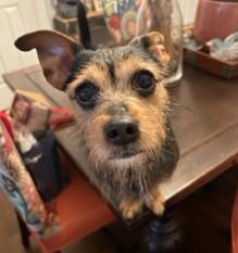 Charlie Brown, Adoptable, Adult Male Wirehaired Terrier & Chihuahua.