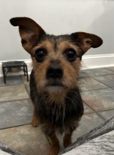 Charlie Brown, Adoptable, Adult Male Wirehaired Terrier & Chihuahua.