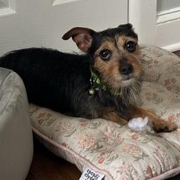 Charlie Brown, a Adoptable mixed breed in Closter, NJ image 4/6