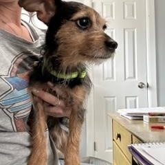 Charlie Brown, a Adoptable mixed breed in Closter, NJ image 5/6