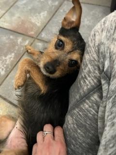 Charlie Brown, a Adoptable mixed breed in Closter, NJ image 6/6