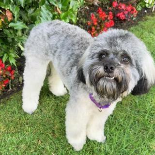 CHARLI GIRL, a ADOPTABLE mixed breed in Santa Monica, CA image 2/3