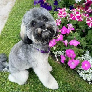 CHARLI GIRL, a ADOPTABLE mixed breed in Santa Monica, CA image 1/3