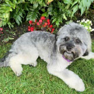 CHARLI GIRL, a ADOPTABLE mixed breed in Santa Monica, CA image 3/3