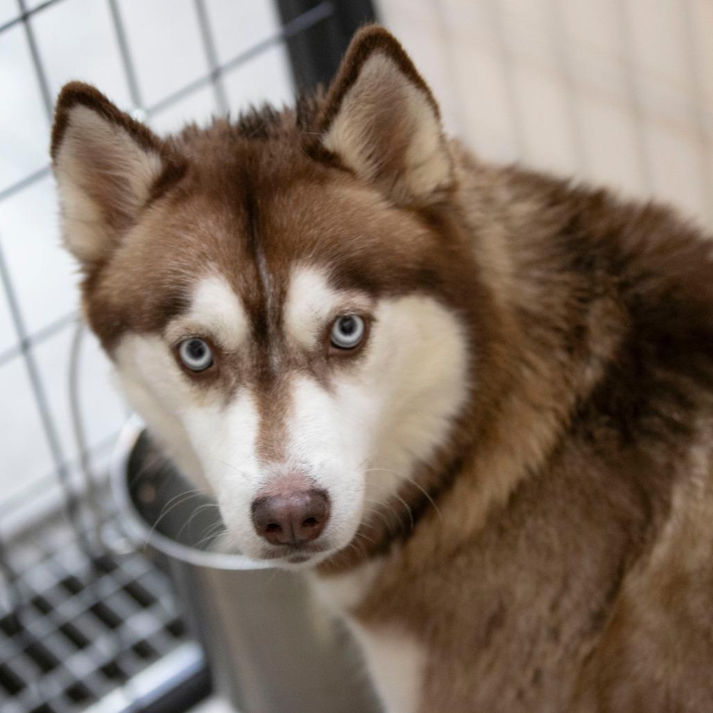 Enid (N25-162), a Adoptable Husky in Bendena, KS image 1/6