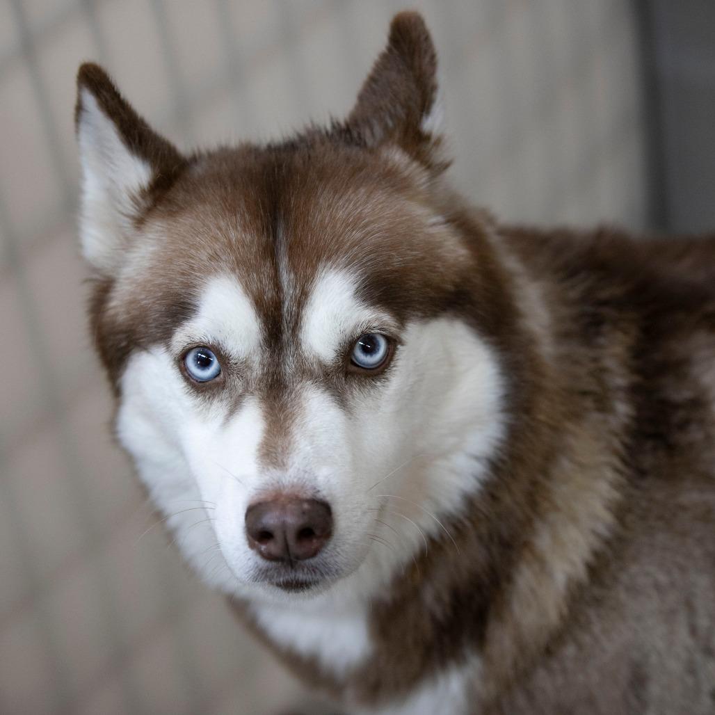 Enid (N25-162), a Adoptable Husky in Bendena, KS image 2/6