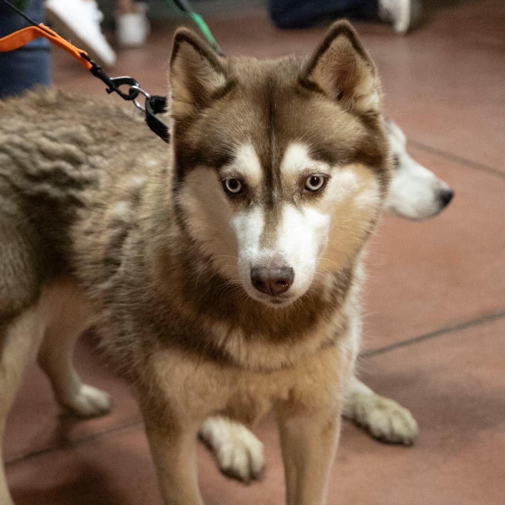 Enid (N25-162), a Adoptable Husky in Bendena, KS image 3/6
