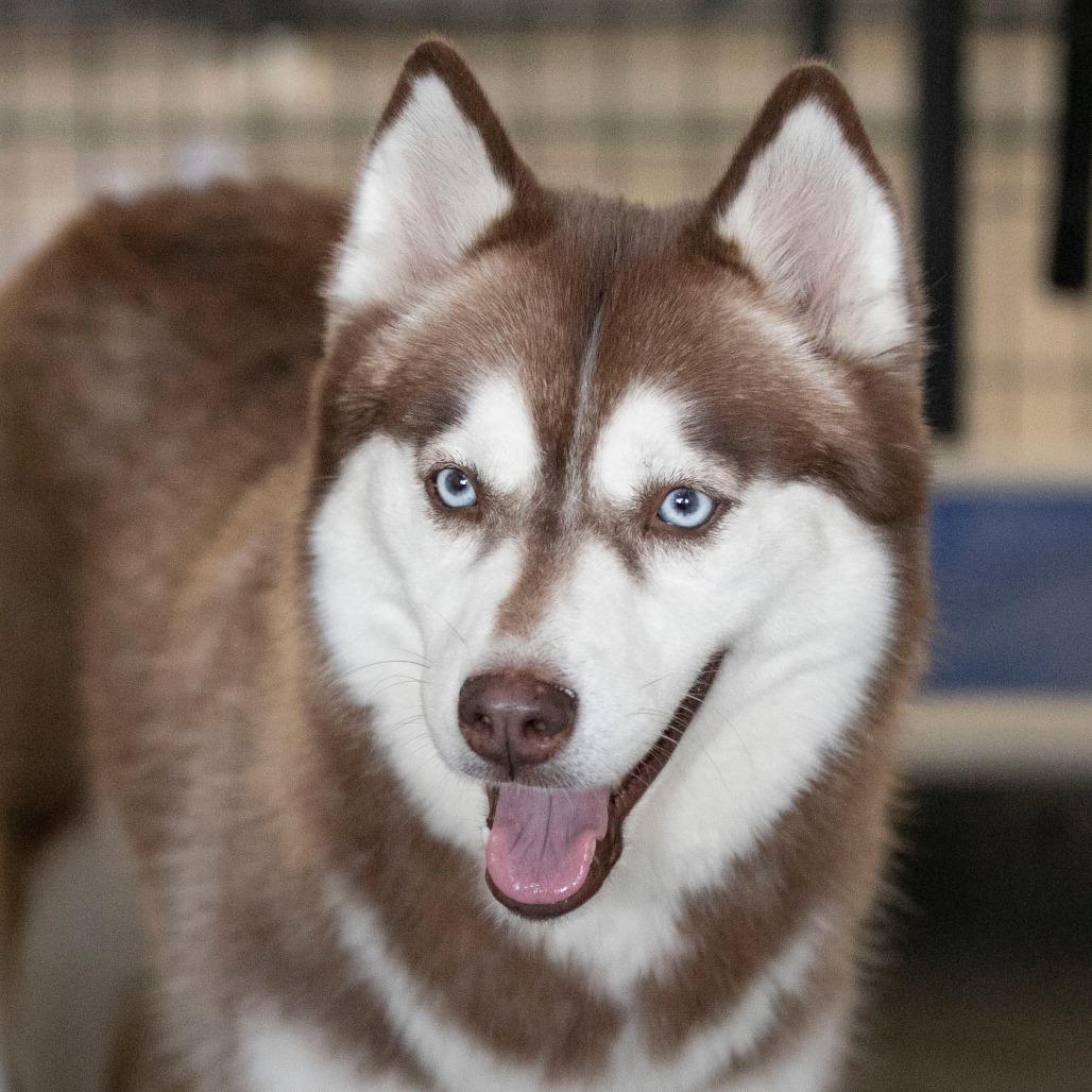 Enid (N25-162), a Adoptable Husky in Bendena, KS image 4/6