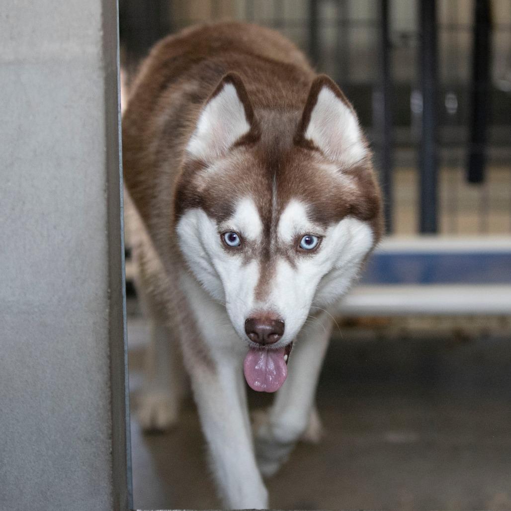 Enid (N25-162), a Adoptable Husky in Bendena, KS image 5/6