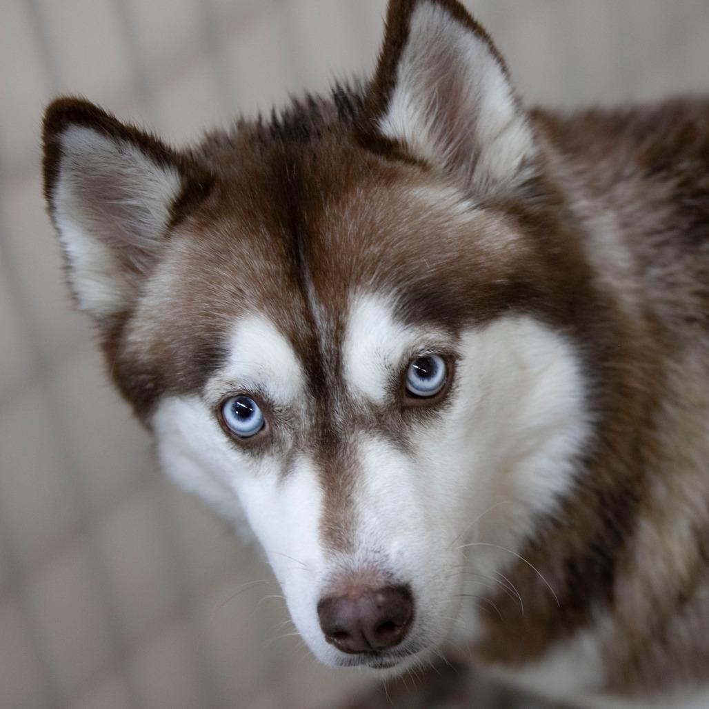 Enid (N25-162), a Adoptable Husky in Bendena, KS image 6/6