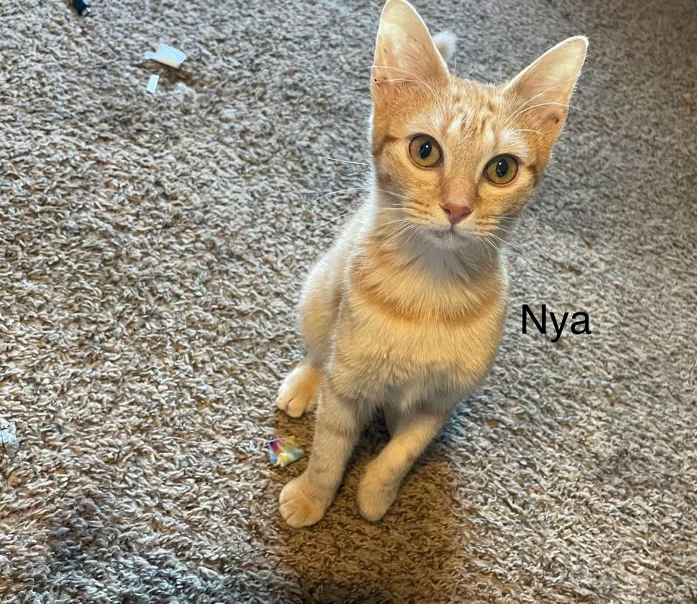 Nya, Adoptable, Young Female Domestic Short Hair.