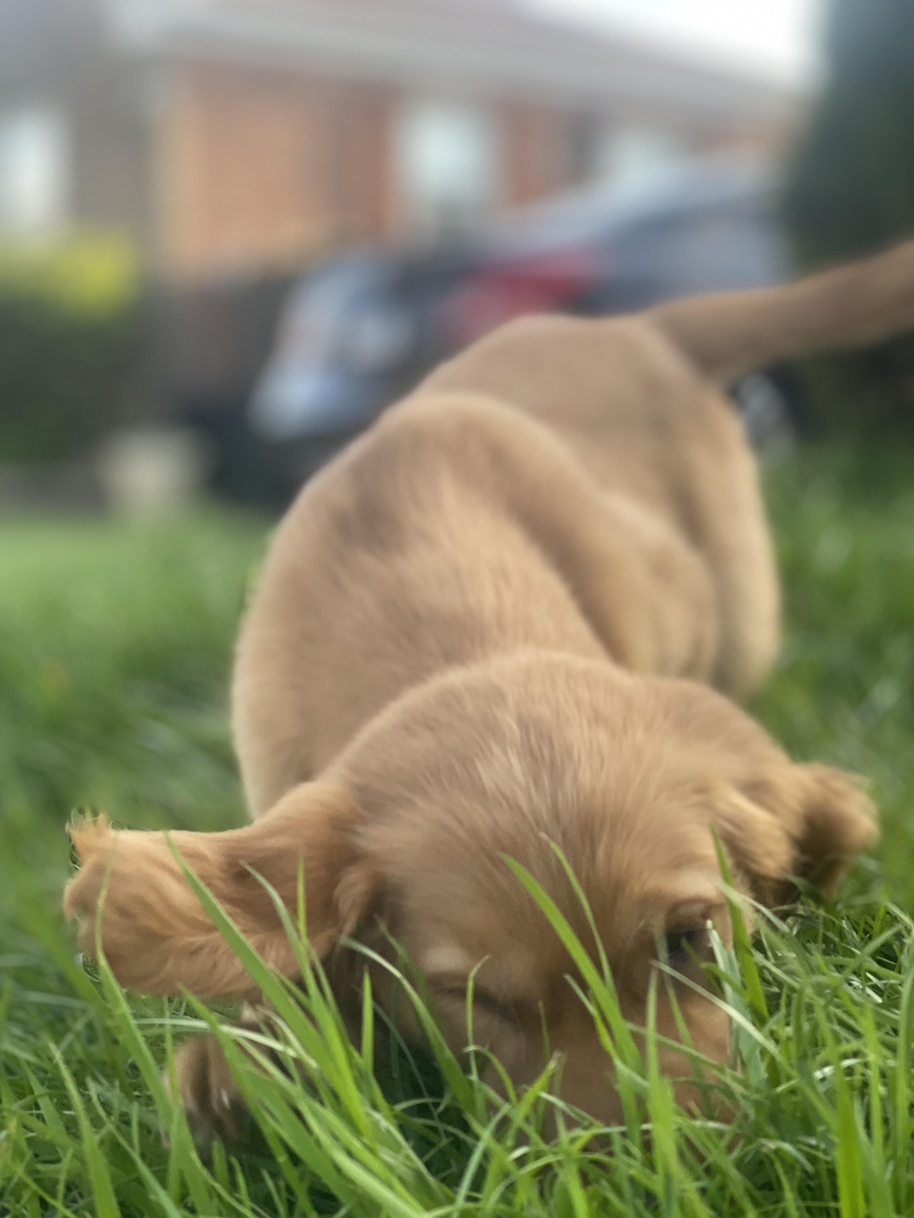 Enlarge Goldie , an adopted Golden Retriever in Northlake, IL image 4/6