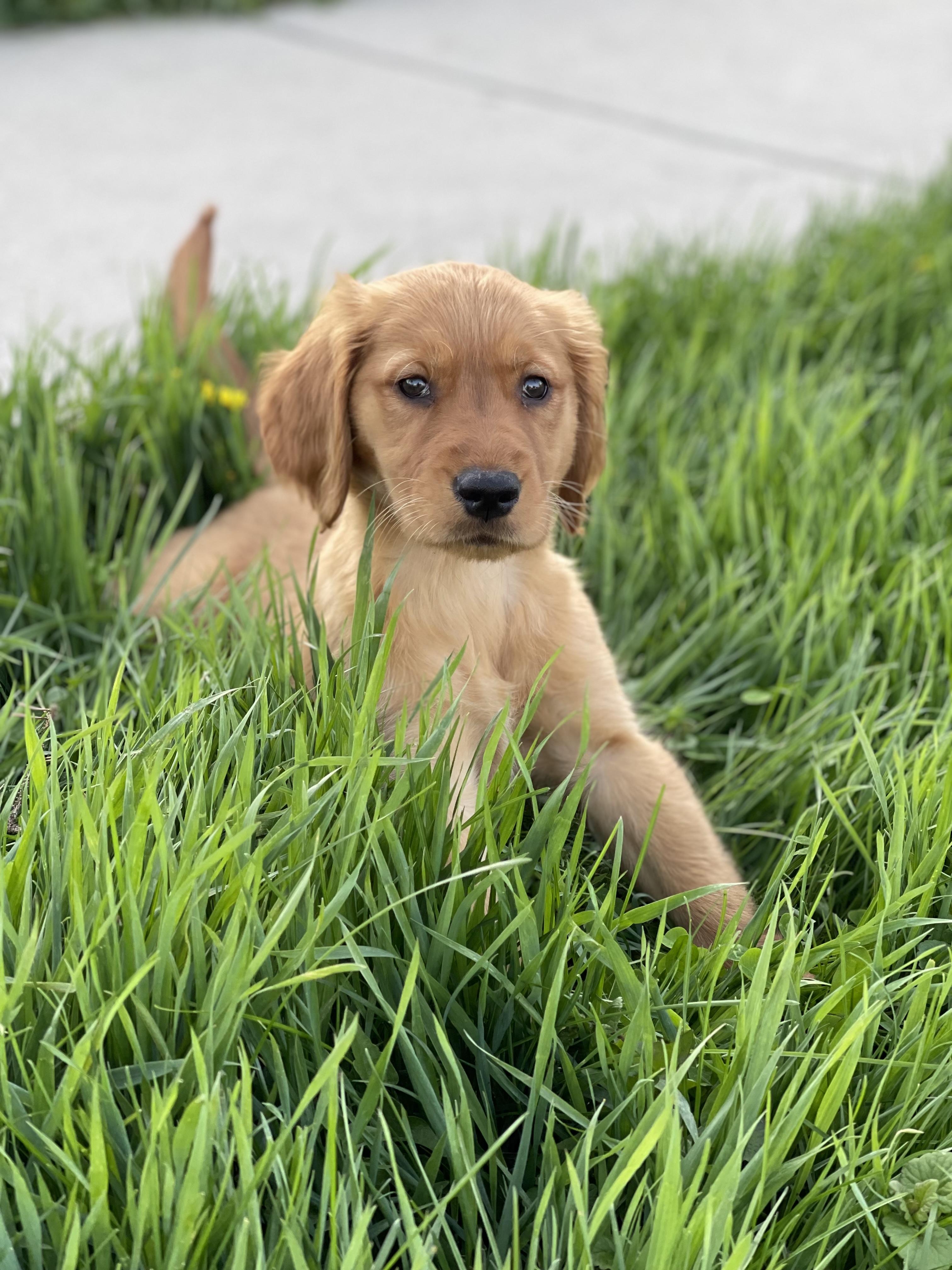 Enlarge Goldie , an adopted Golden Retriever in Northlake, IL image 5/6