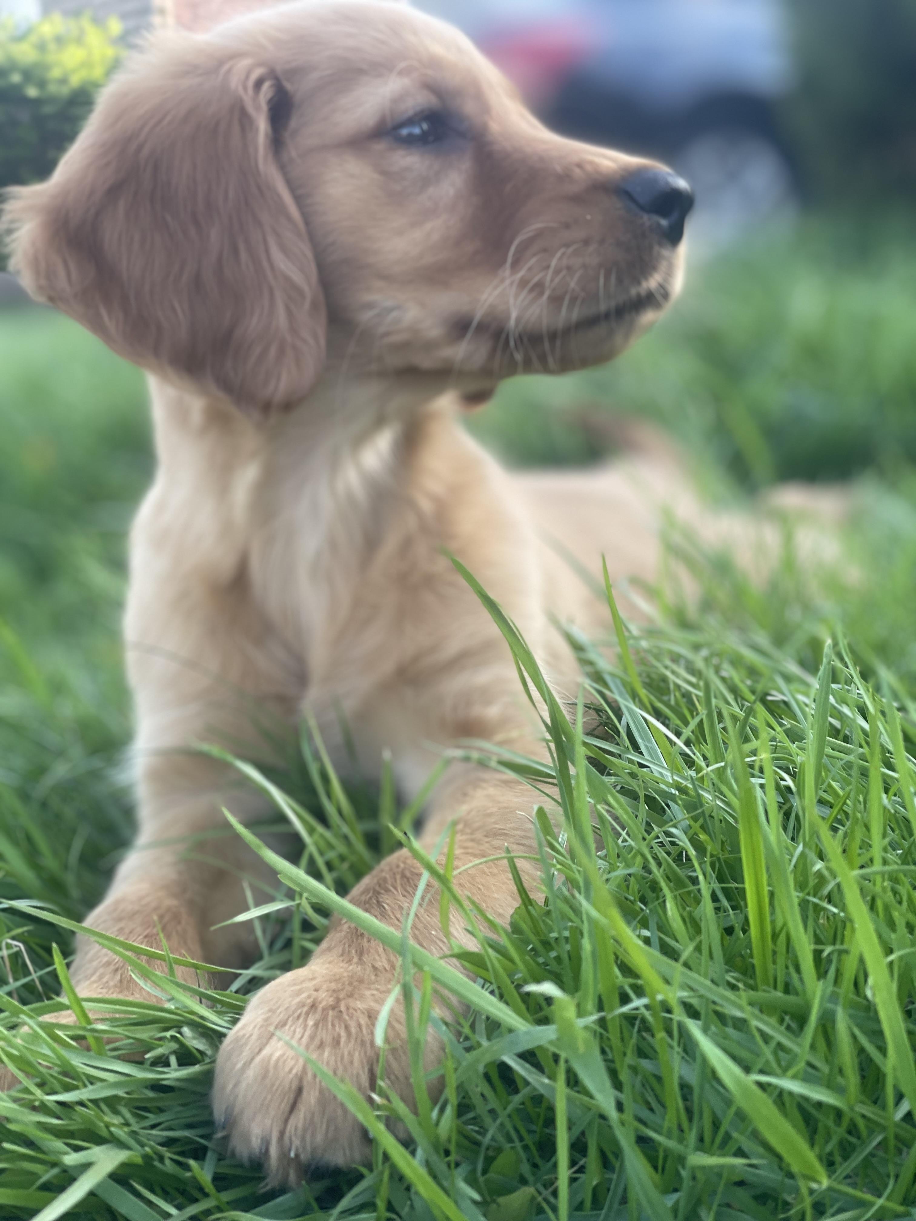 Enlarge Goldie , an adopted Golden Retriever in Northlake, IL image 2/6