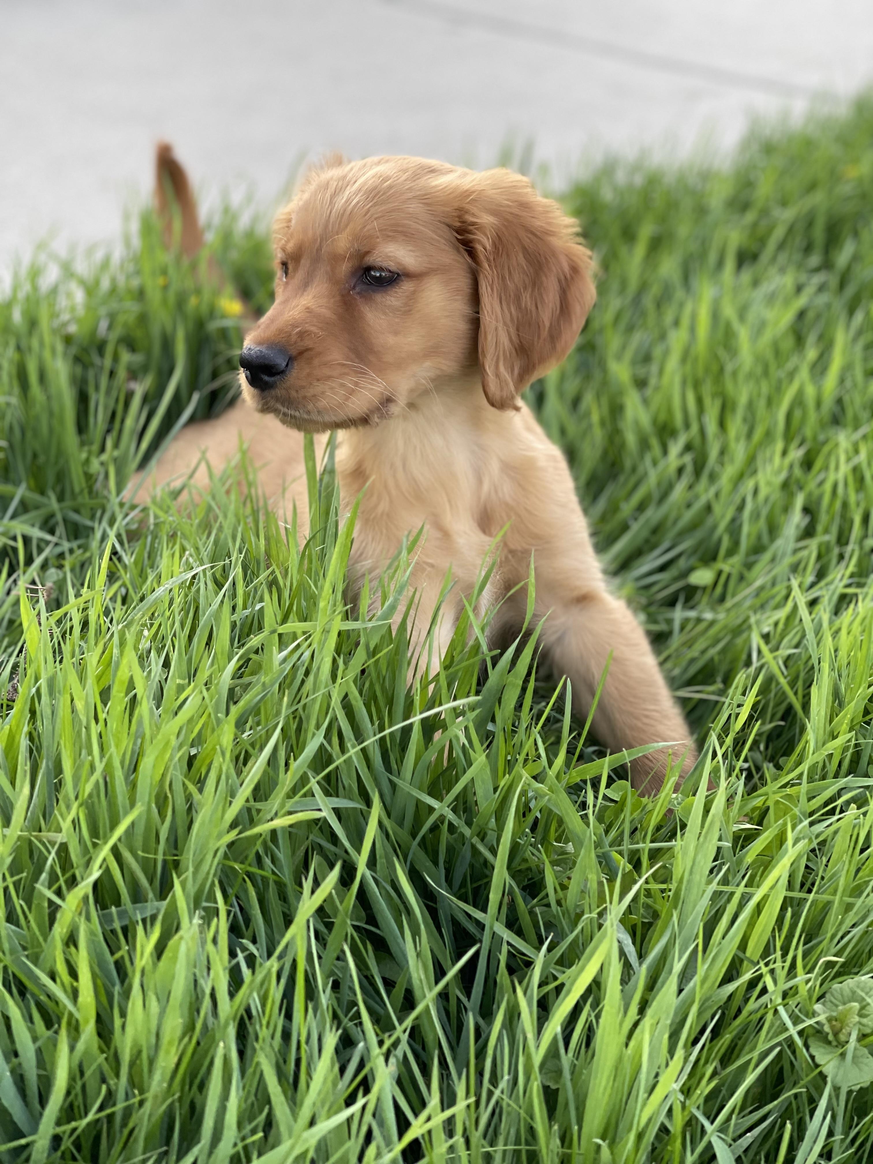 Enlarge Goldie , an adopted Golden Retriever in Northlake, IL image 6/6