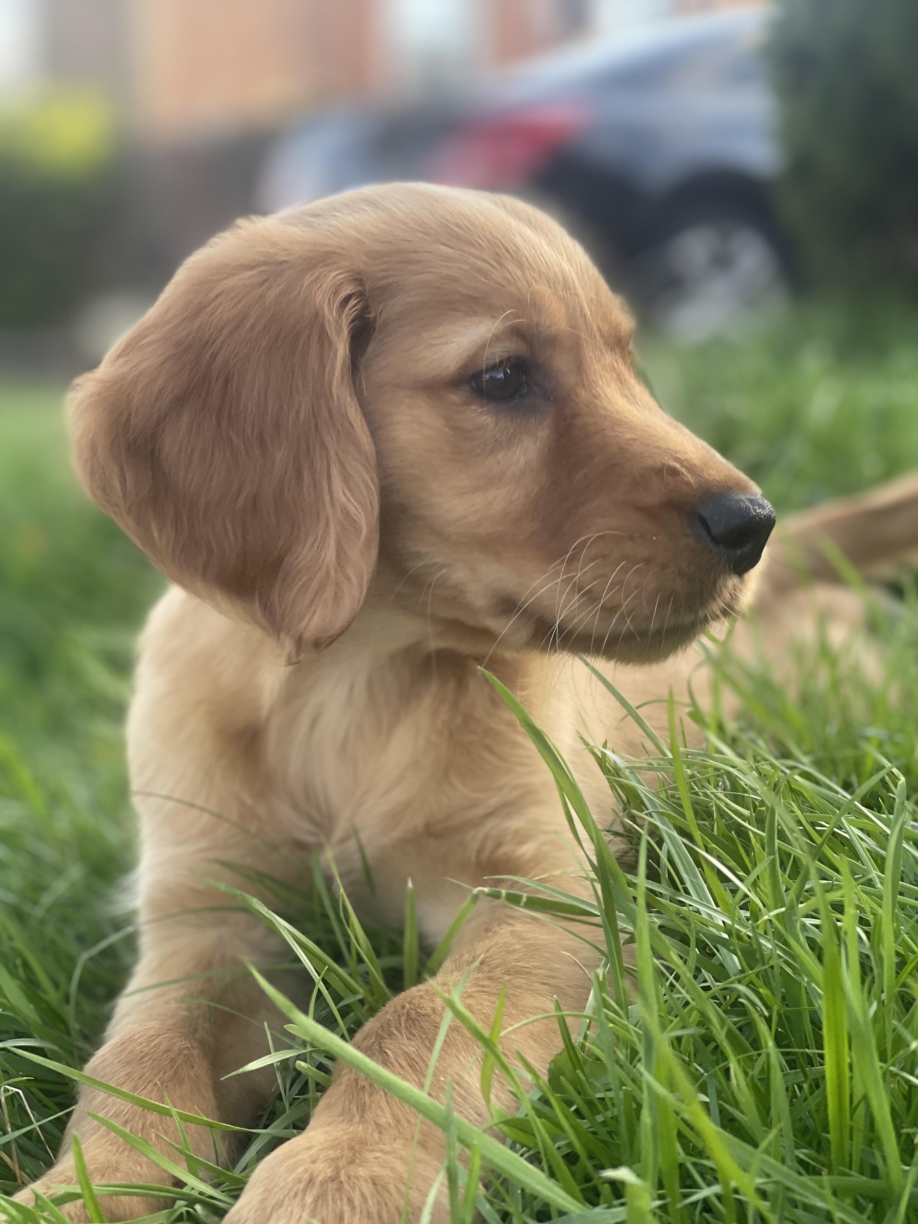 Goldie , adopted, Puppy Female Golden Retriever.