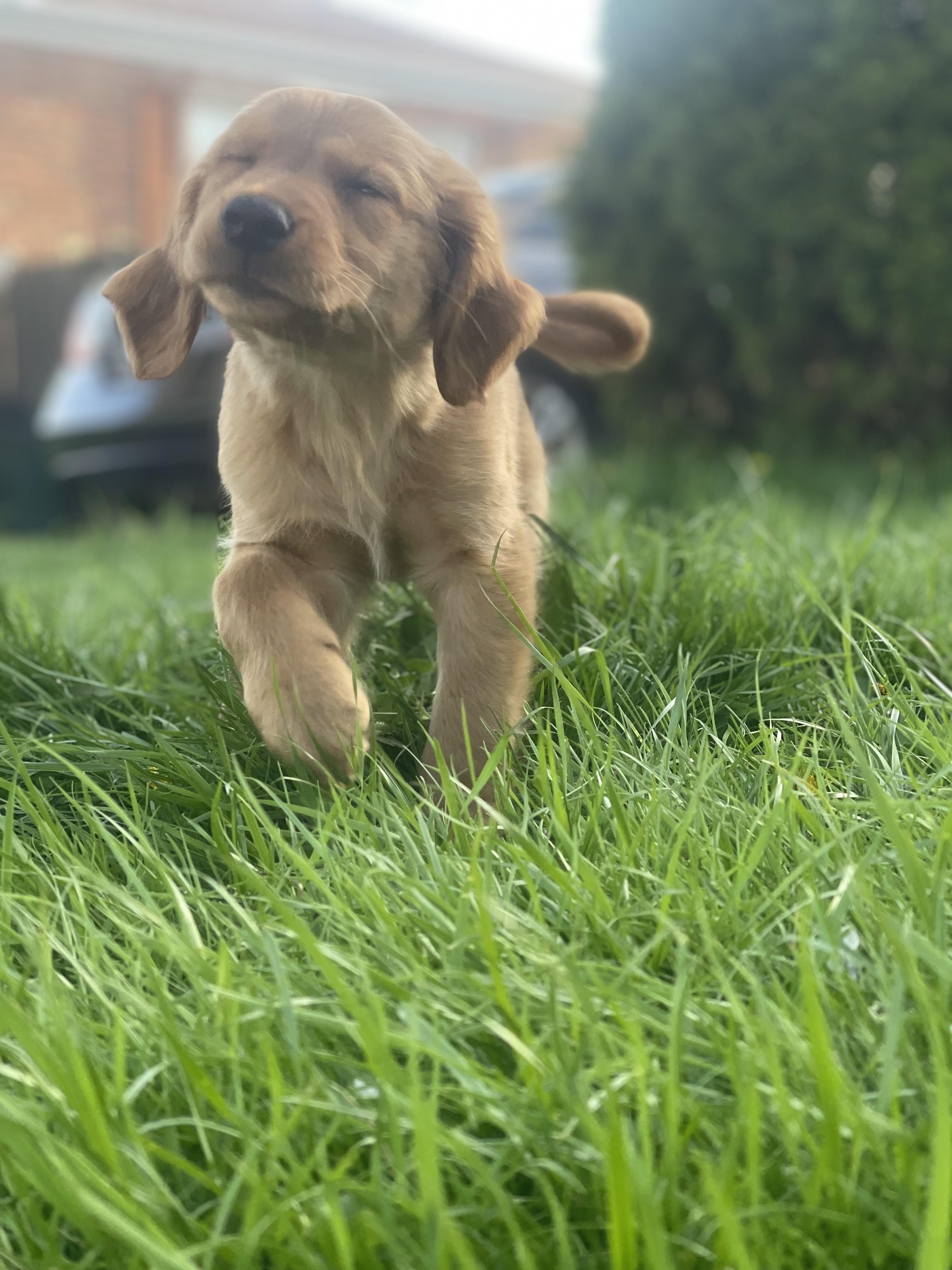 Enlarge Goldie , an adopted Golden Retriever in Northlake, IL image 3/6