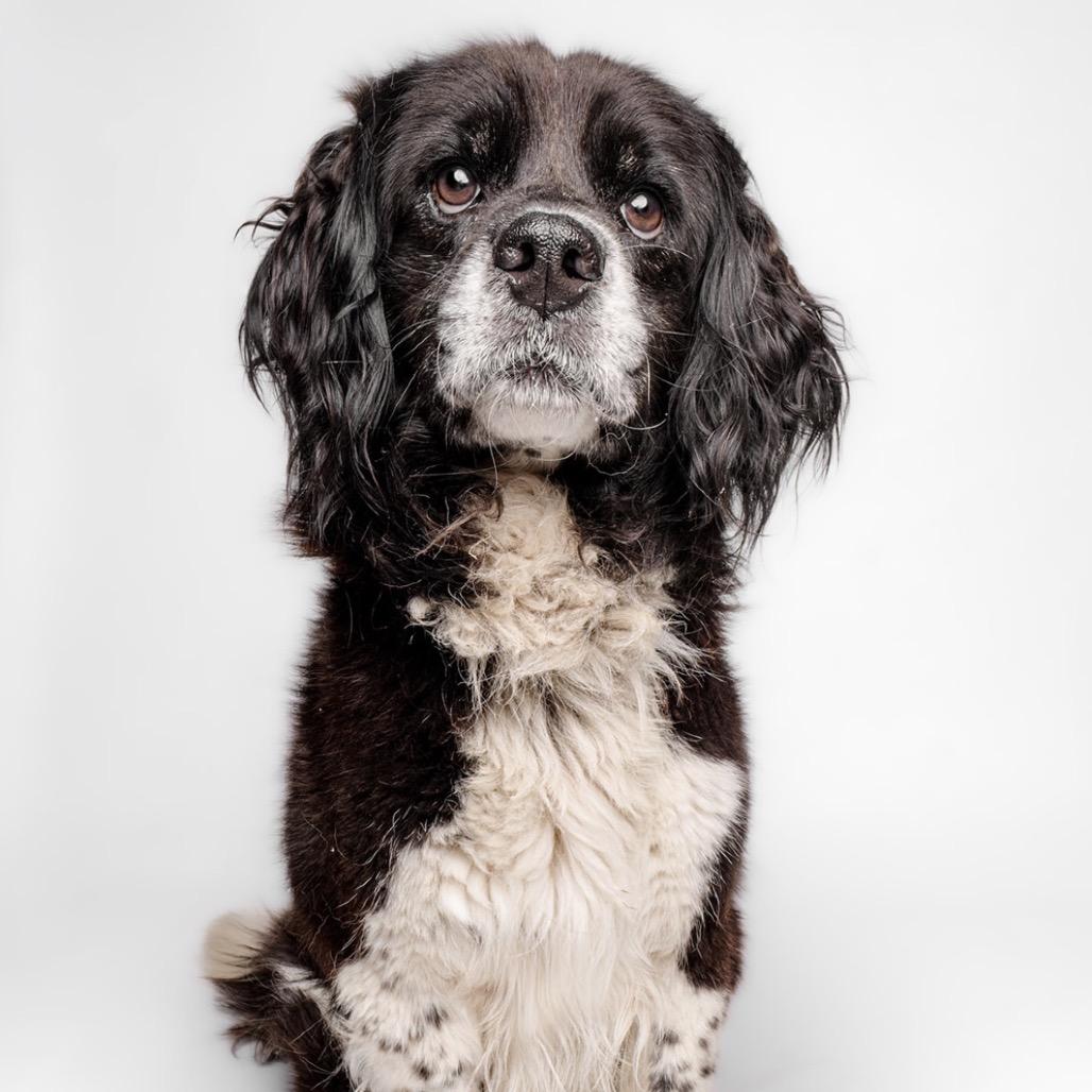 Enlarge Gideon, a Adoptable Spaniel in Sonoma, CA image 1/3