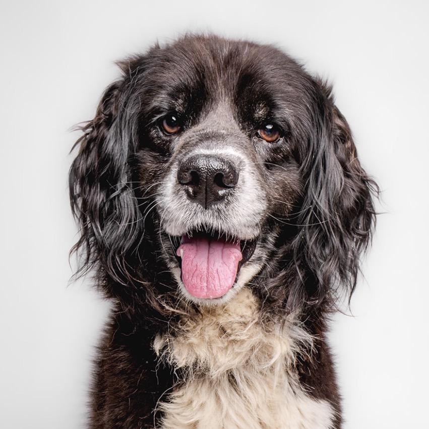 Enlarge Gideon, a Adoptable Spaniel in Sonoma, CA image 3/3