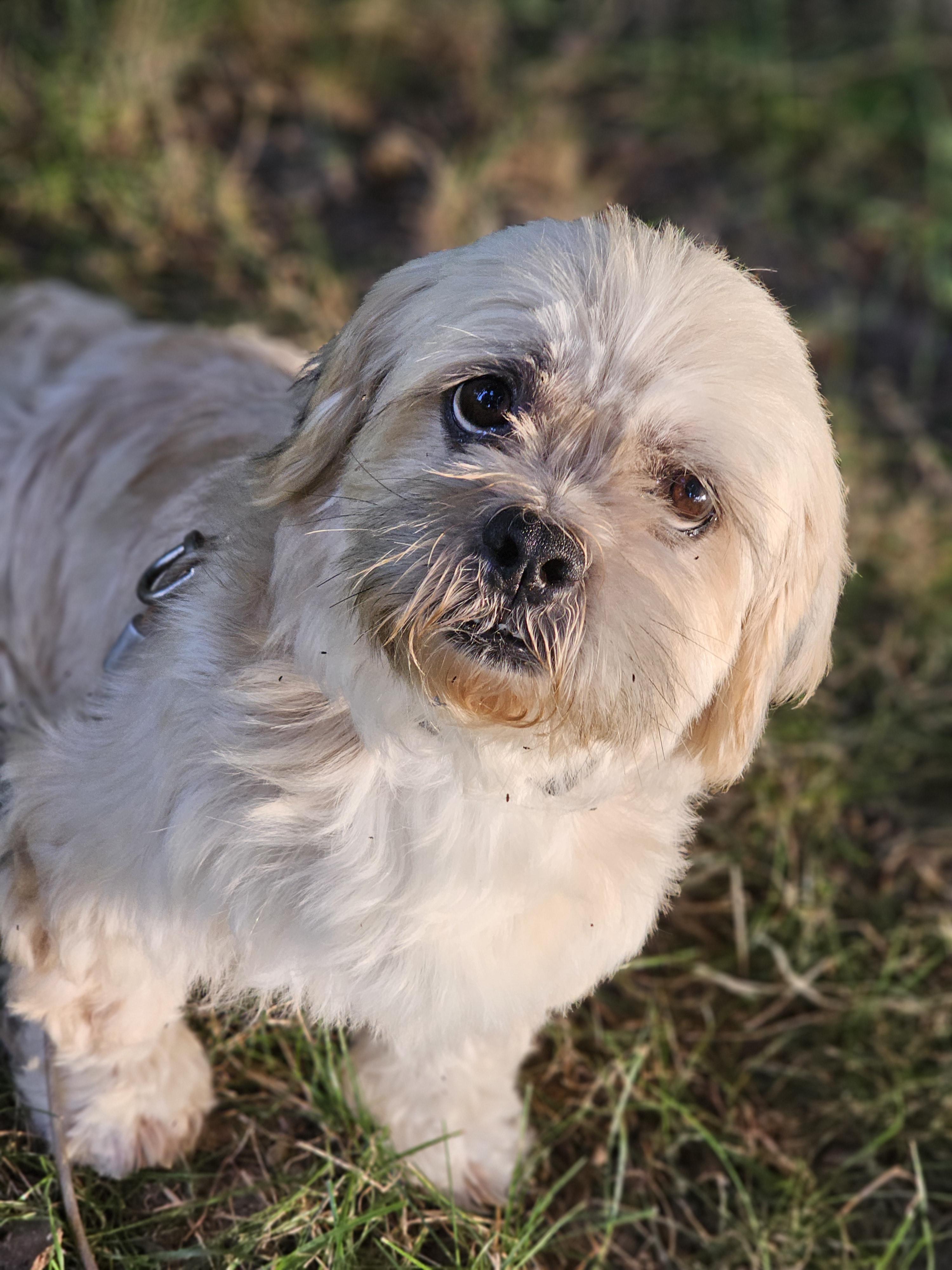 Jesse Springfield thumbnail 5