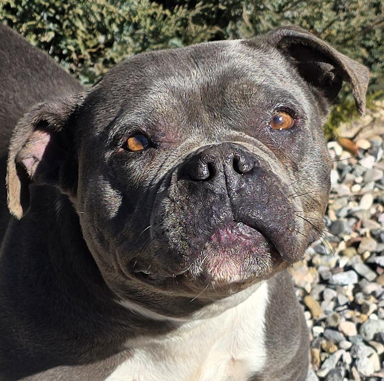 Fabulous Ms Fiore ~ Precious Pocket Bully = WOW !!!, Adoptable, Young Female American Bully.