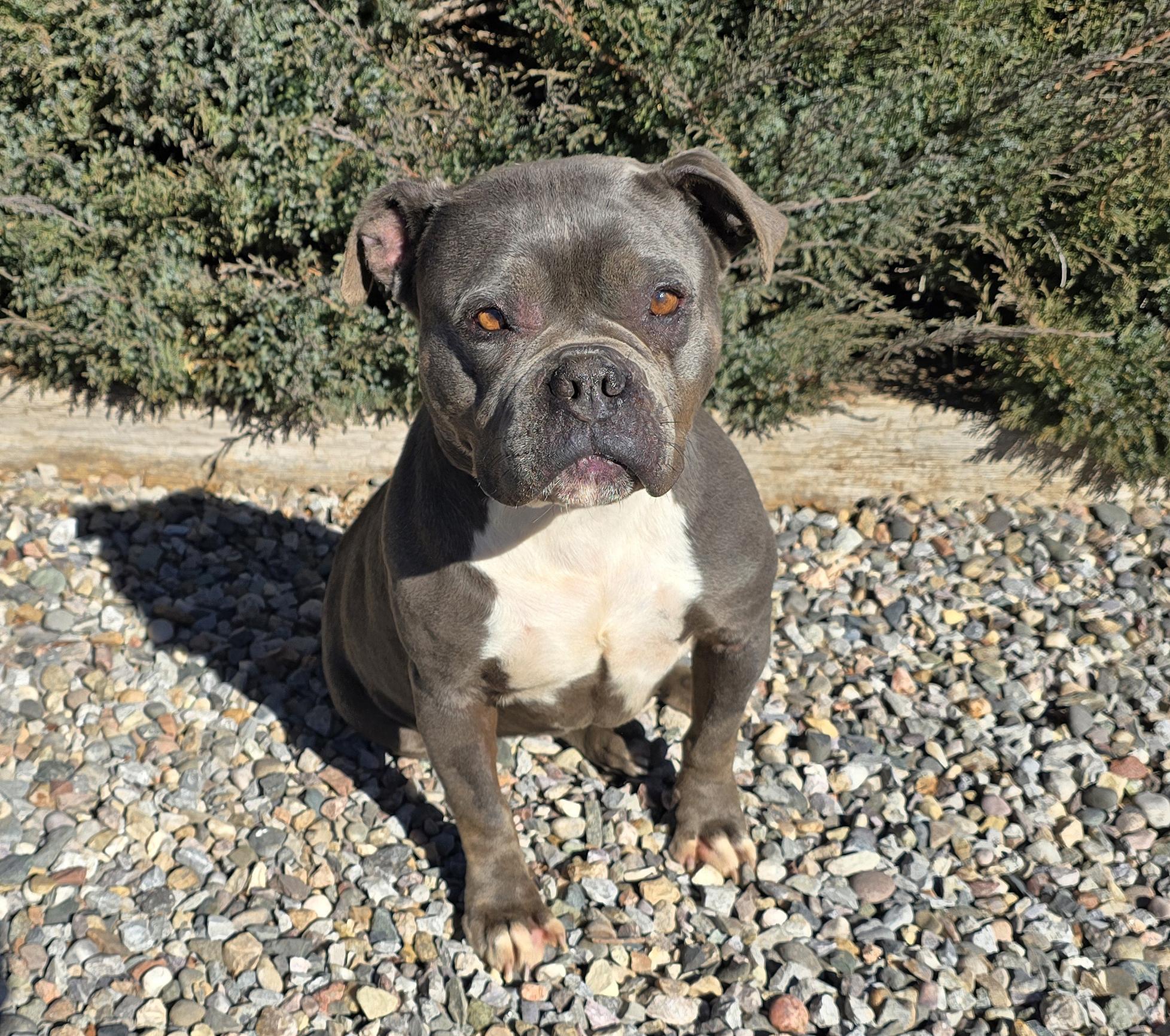 Fabulous Ms Fiore ~ Precious Pocket Bully = WOW !!!, a Adoptable American Bully in Albuquerque, NM image 4/5
