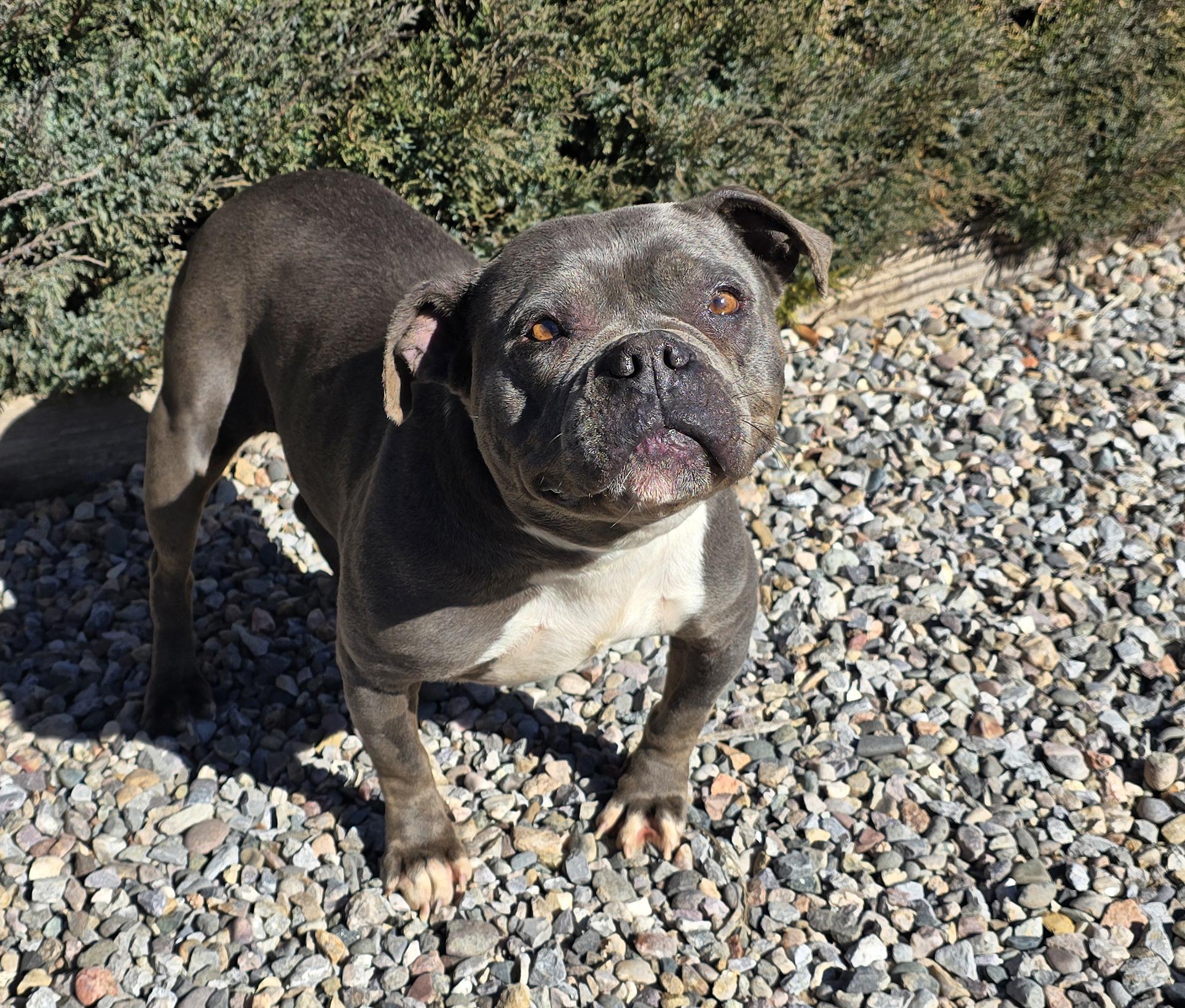 Fabulous Ms Fiore ~ Precious Pocket Bully = WOW !!!, a Adoptable American Bully in Albuquerque, NM image 2/5